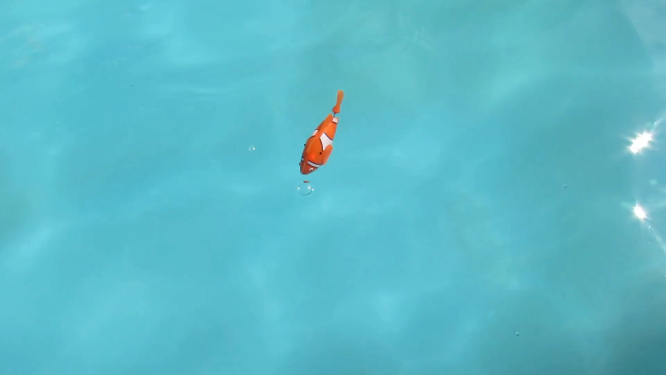 清澈海水里的小丑鱼