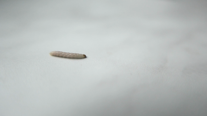 蠕动的蠕虫