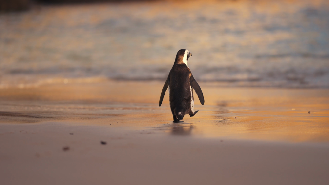 走向大海的企鹅