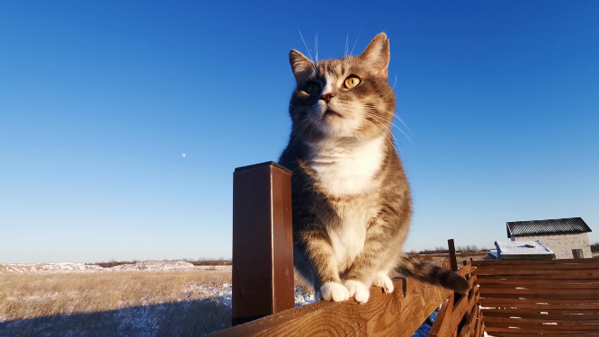 蓝天背景下磨爪子的猫咪
