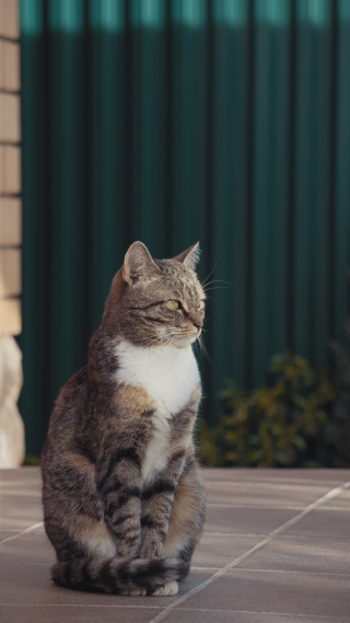 蹲坐着的狸花猫