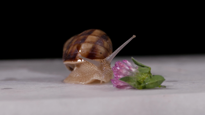 蜗牛和鲜花