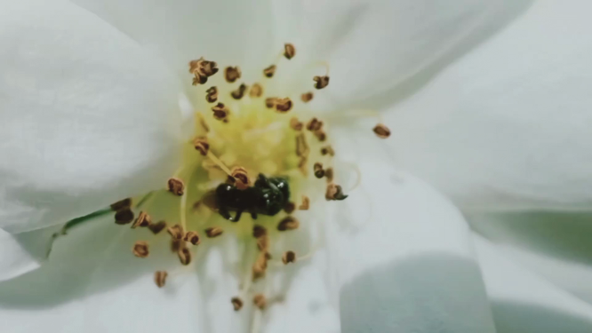 花蕊中采蜜的蜜蜂
