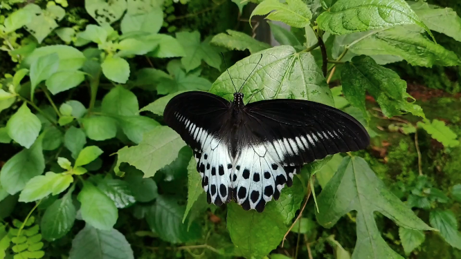 飞离绿叶的黑白花纹蝴蝶