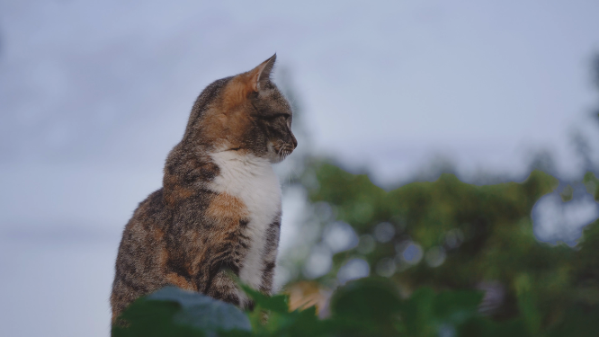 站在高处的狸花猫