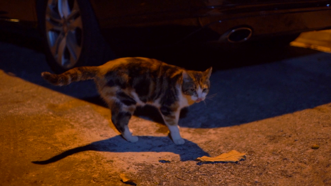 夜晚行走的猫咪