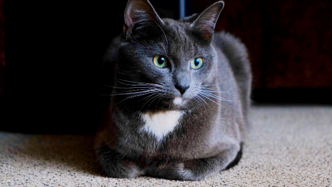 绿瞳的灰色猫咪
