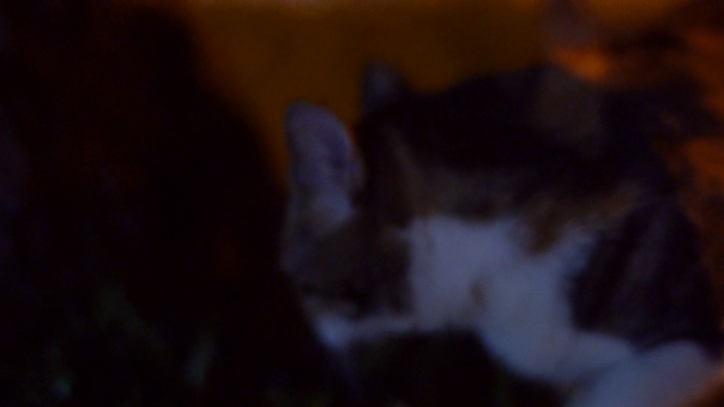 夜晚行走的猫咪