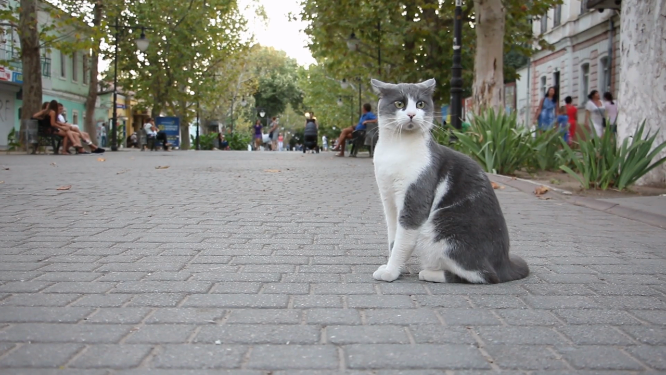 街道上的猫咪