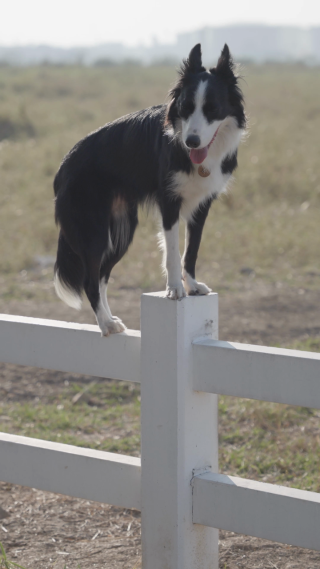 站在栅栏上的帅气边牧犬