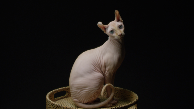 无毛猫端坐在猫窝里