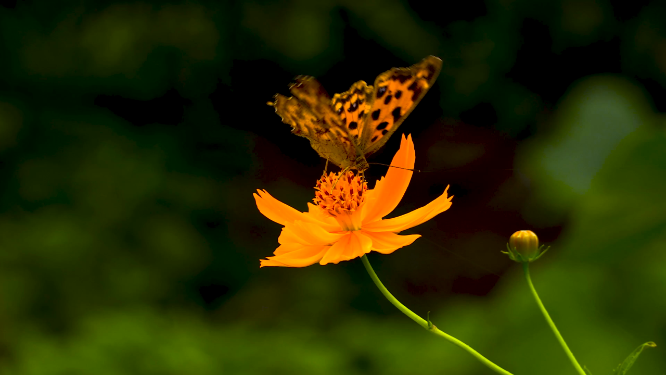 橙色蝴蝶停留在橙色花朵上