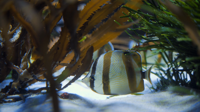 浓密水草下的热带鱼
