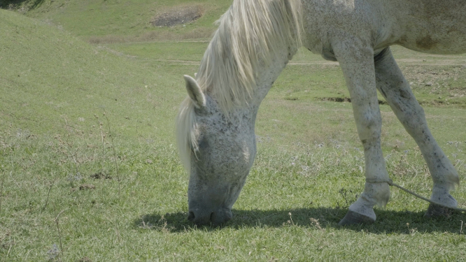 近景拍摄马匹进食