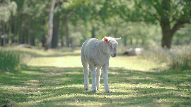 站在绿色草地里的白色羊羔