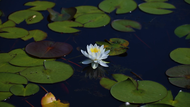 池塘里的白色莲花