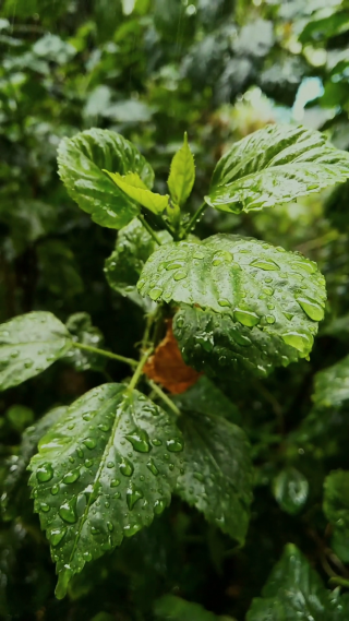 野外雨中的绿植