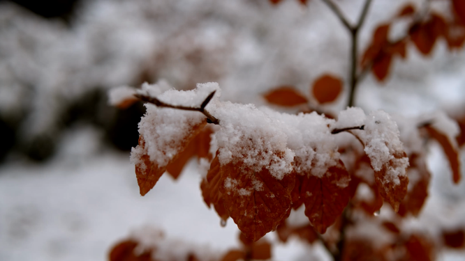红色树叶唯美雪景