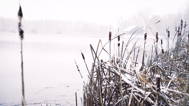 水边植物丛唯美雪景