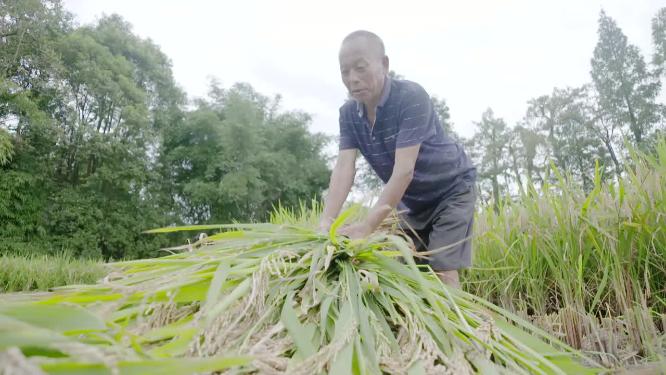 东北农民收割稻谷