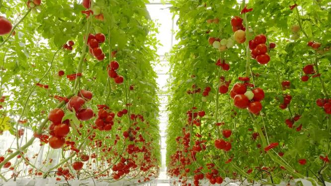 温室棚架种植农业水果西红柿
