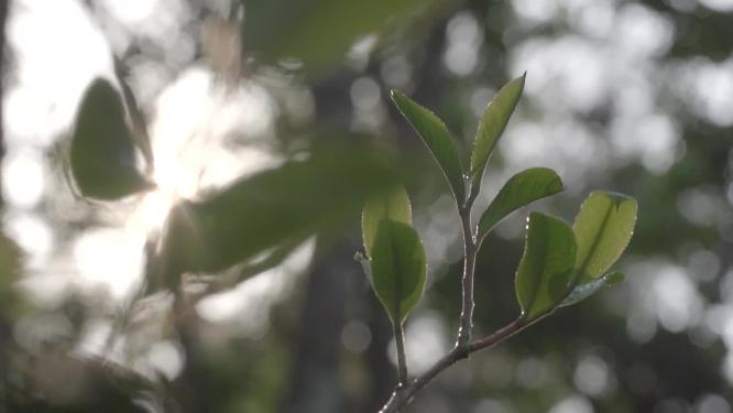 唯美阳光透过茶叶嫩芽