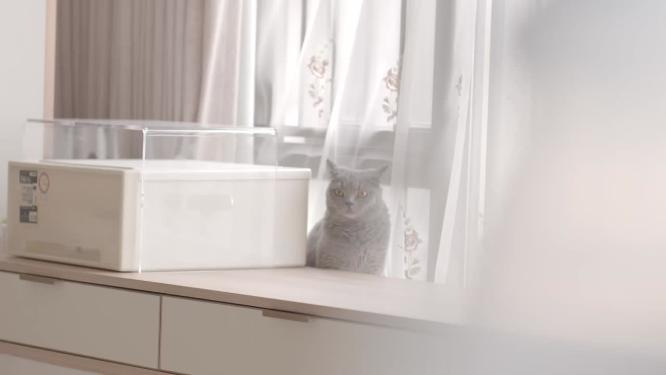 超可爱宠物猫蓝猫布偶猫