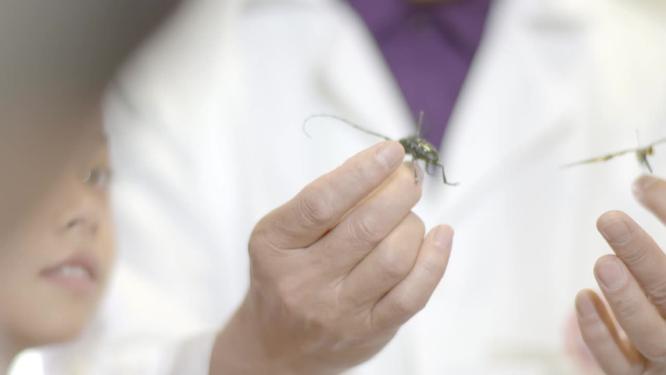 小学生昆虫标本生物课