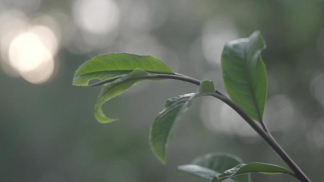 茶手艺茶农采茶叶嫩芽