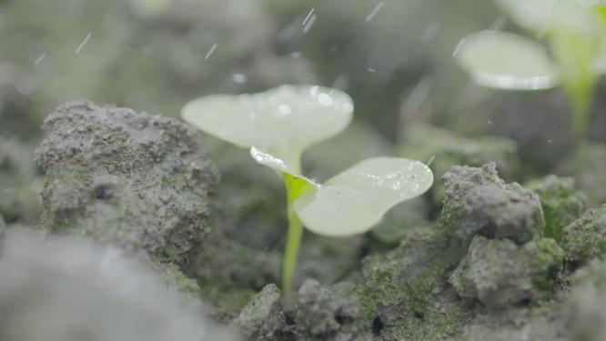 特写菜苗手捧泥土检测土质量