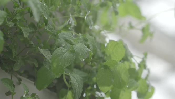 大棚种植蔬菜薄荷