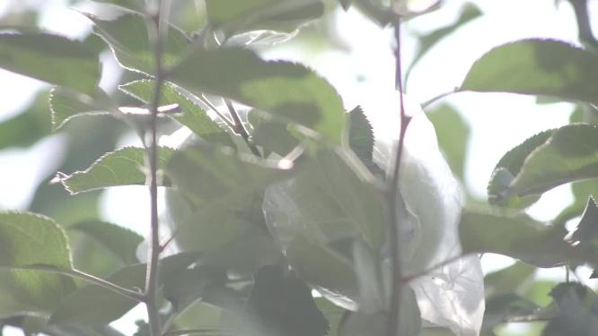 青苹果糖度 光谱仪检测