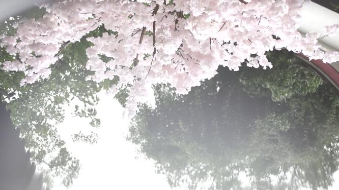 唯美樱花水中倒影