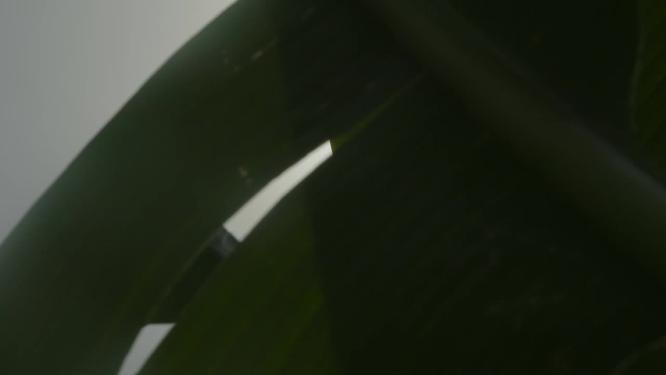 阳光透过芭蕉叶唯美空镜