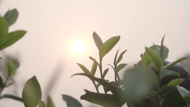 唯美阳光透过茶园茶叶茶山手摘茶叶