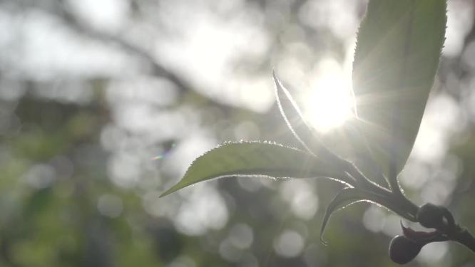 唯美阳光透过老班章茶树茶叶