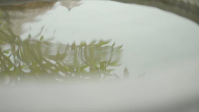 唯美意境空镜水中倒映玉兰花旗袍女人