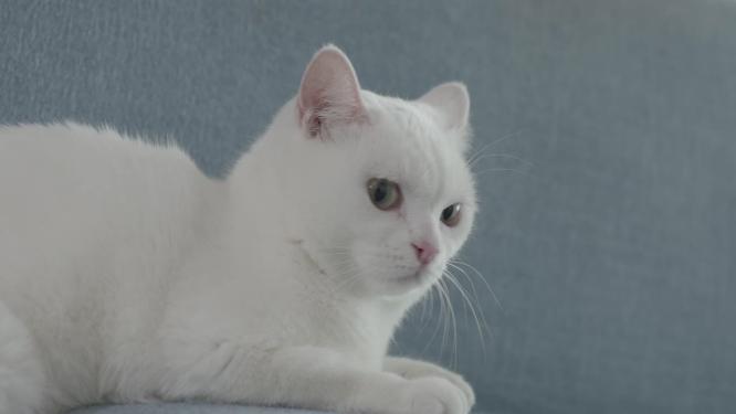 特写沙发上的萌宠小白猫