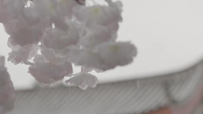 纳西族屋檐樱花空镜