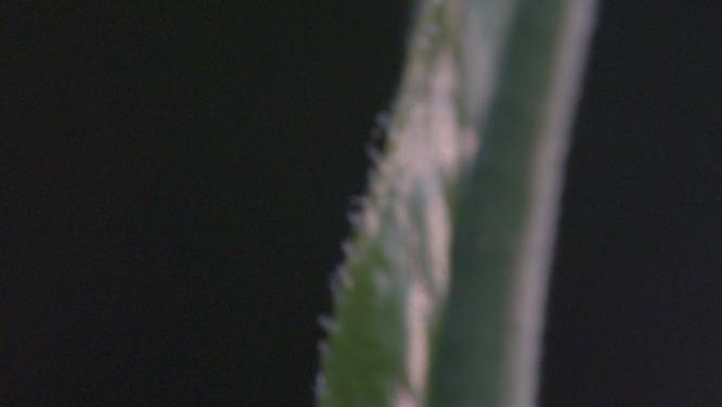 特写茶叶