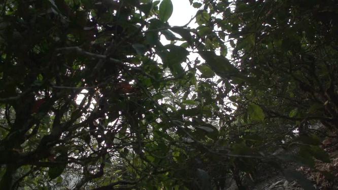 唯美实拍茶园茶叶阳光