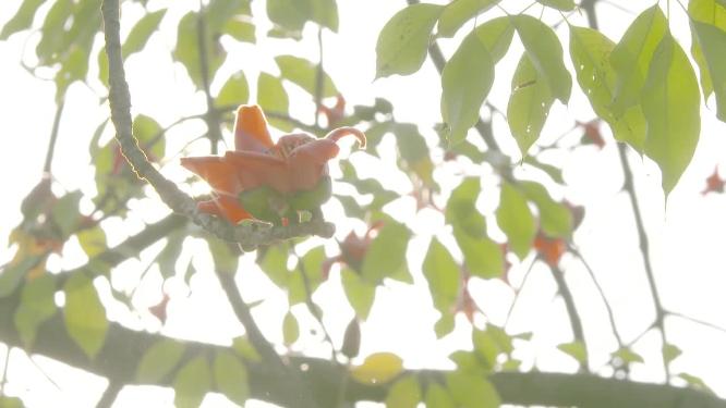 唯美空镜阳光下的木棉花