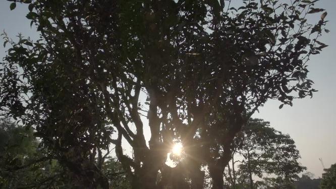阳光透过老班章茶王树