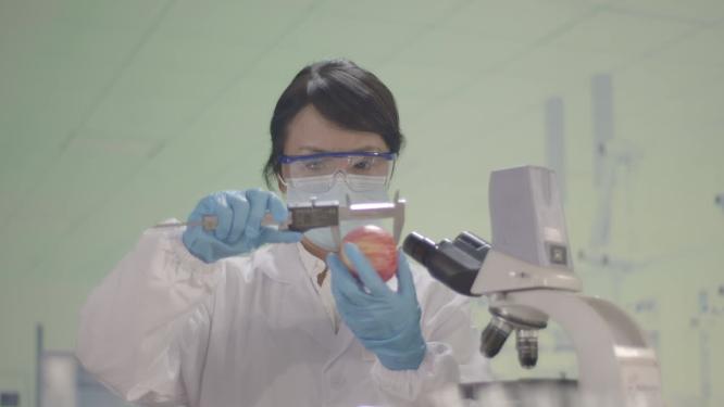 实验室教授做实验研发团队技术人员博士研讨水果苹果蔬菜质检人员农业