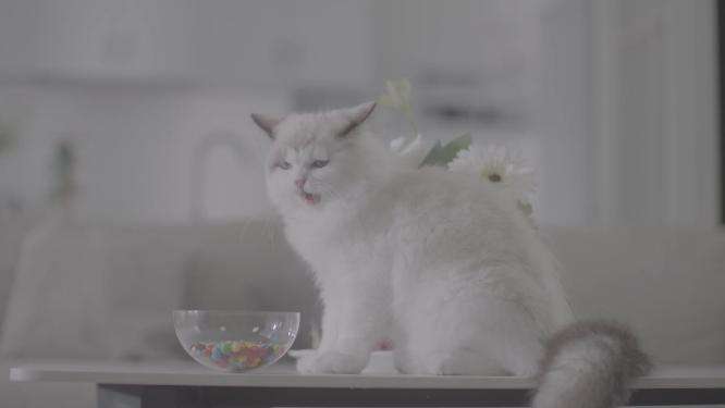猫的生活日常居家的猫宠物玩球逗猫棒猫玩耍