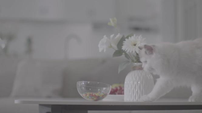 猫的生活日常居家的猫宠物玩球逗猫棒猫玩耍