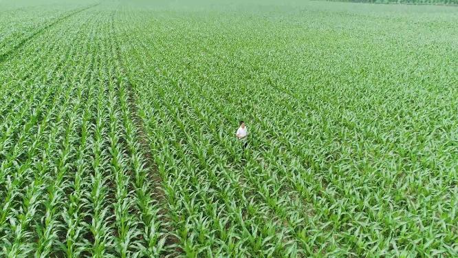农艺师农学家行走背影观察种植园中的玉米地