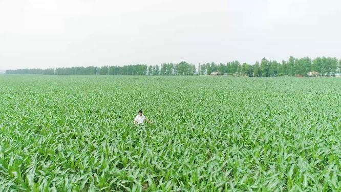 农艺师农学家行走背影观察种植园中的玉米地