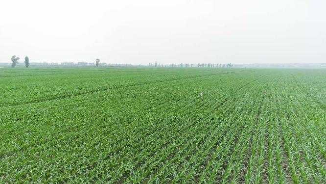 农艺师农学家行走背影观察种植园中的玉米地