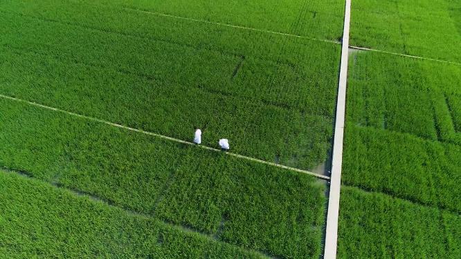农艺师农学家行走背影观察种植园中的玉米地